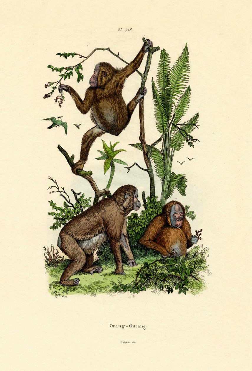 Orangutang, 1833-39 av French School