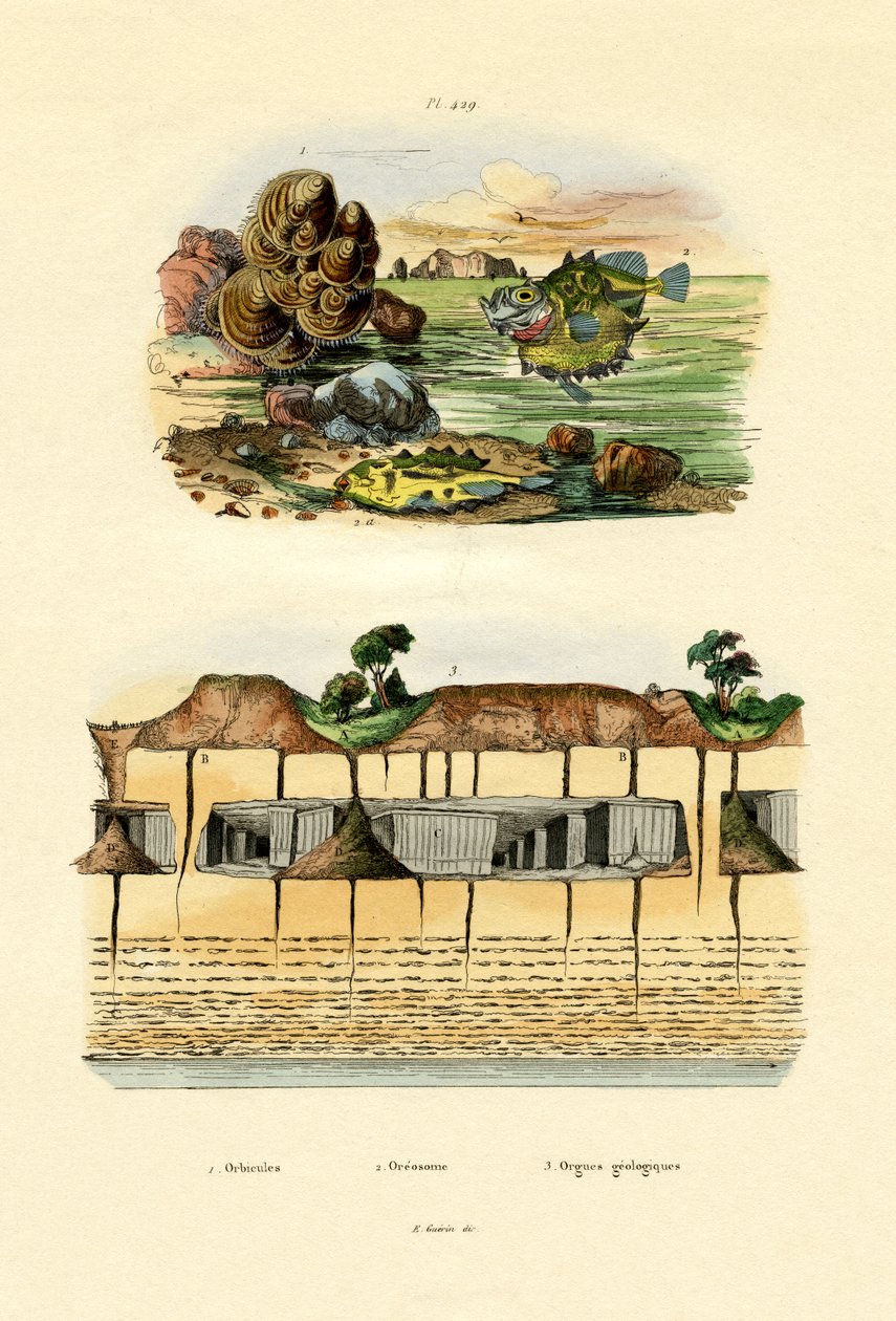 Orbicula Shell, 1833-39 av French School