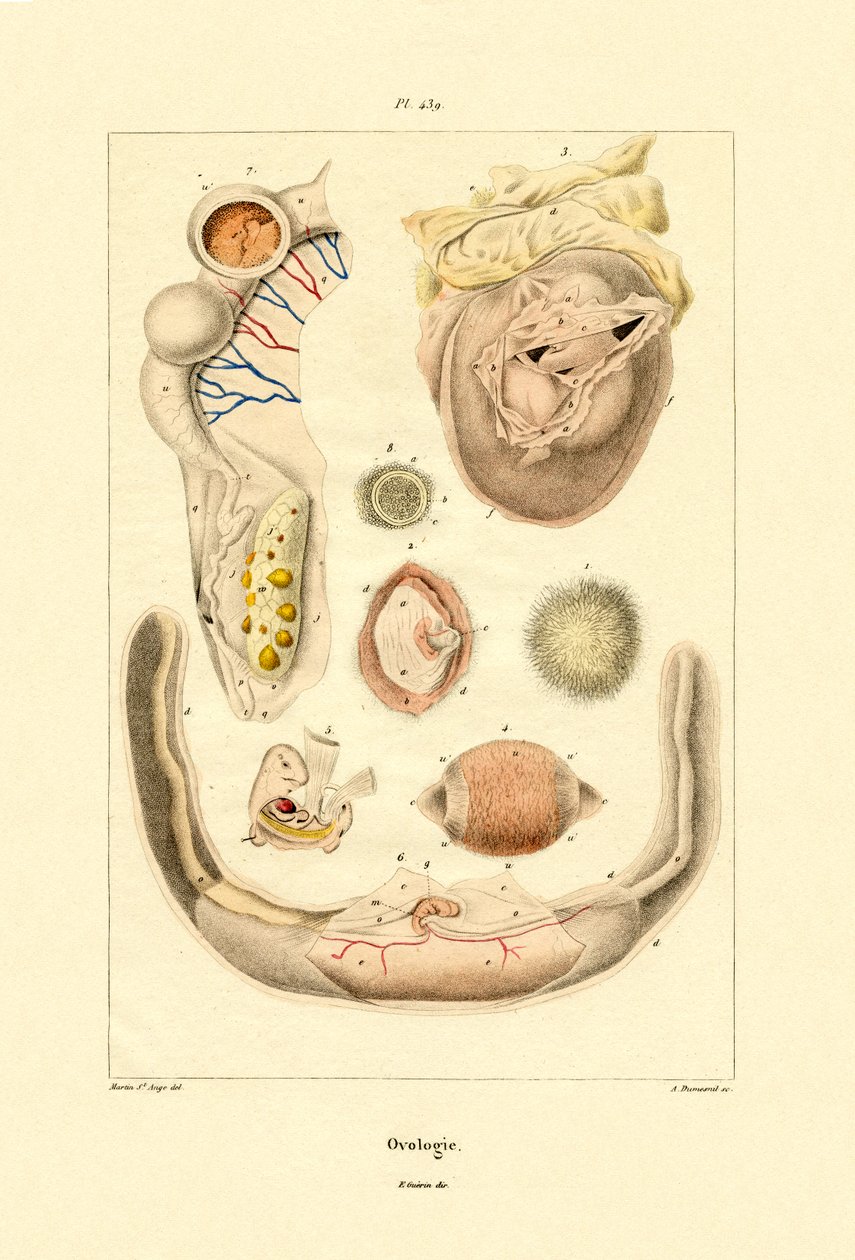Ovologi, 1833-39 av French School
