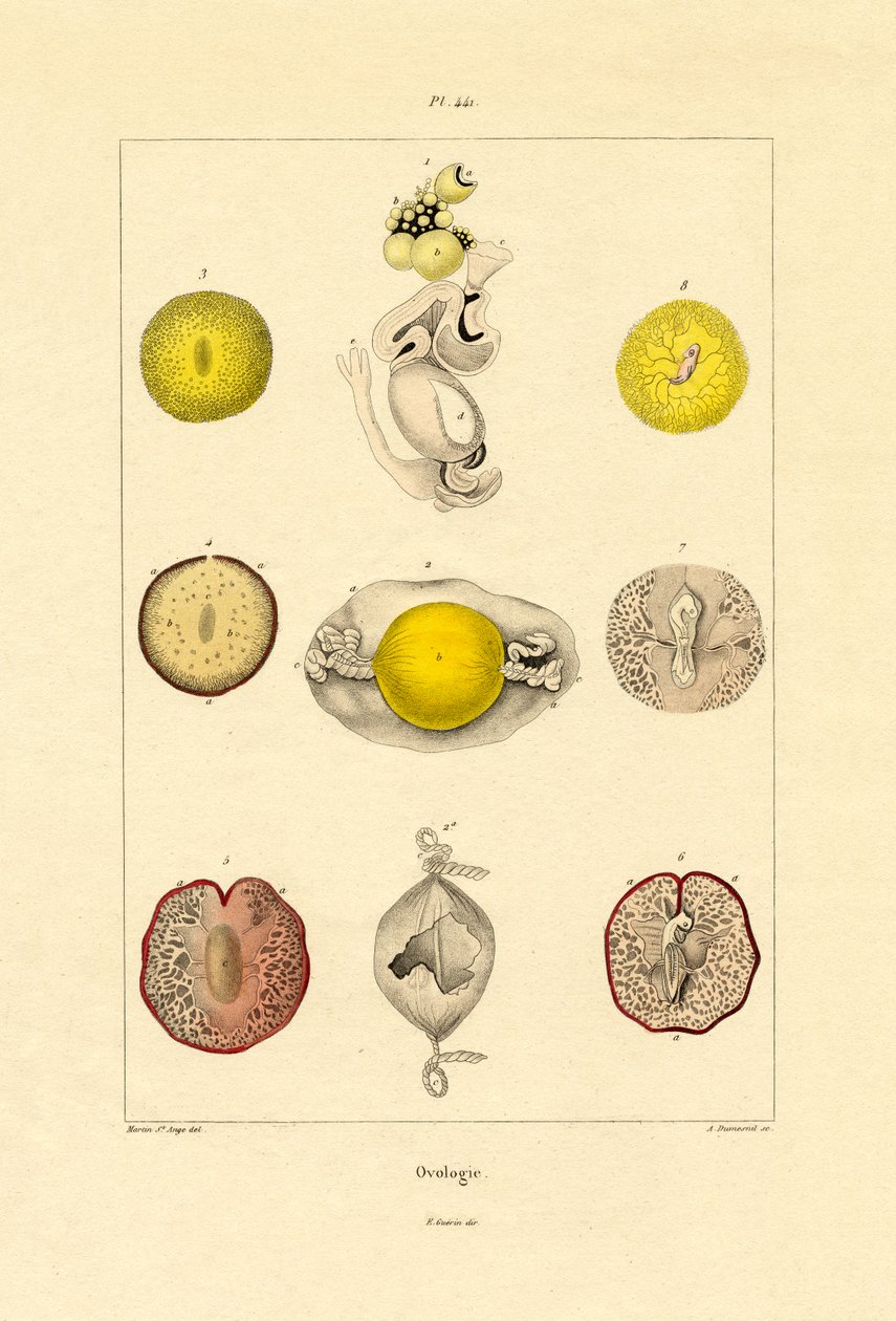 Ovologi, 1833-39 av French School