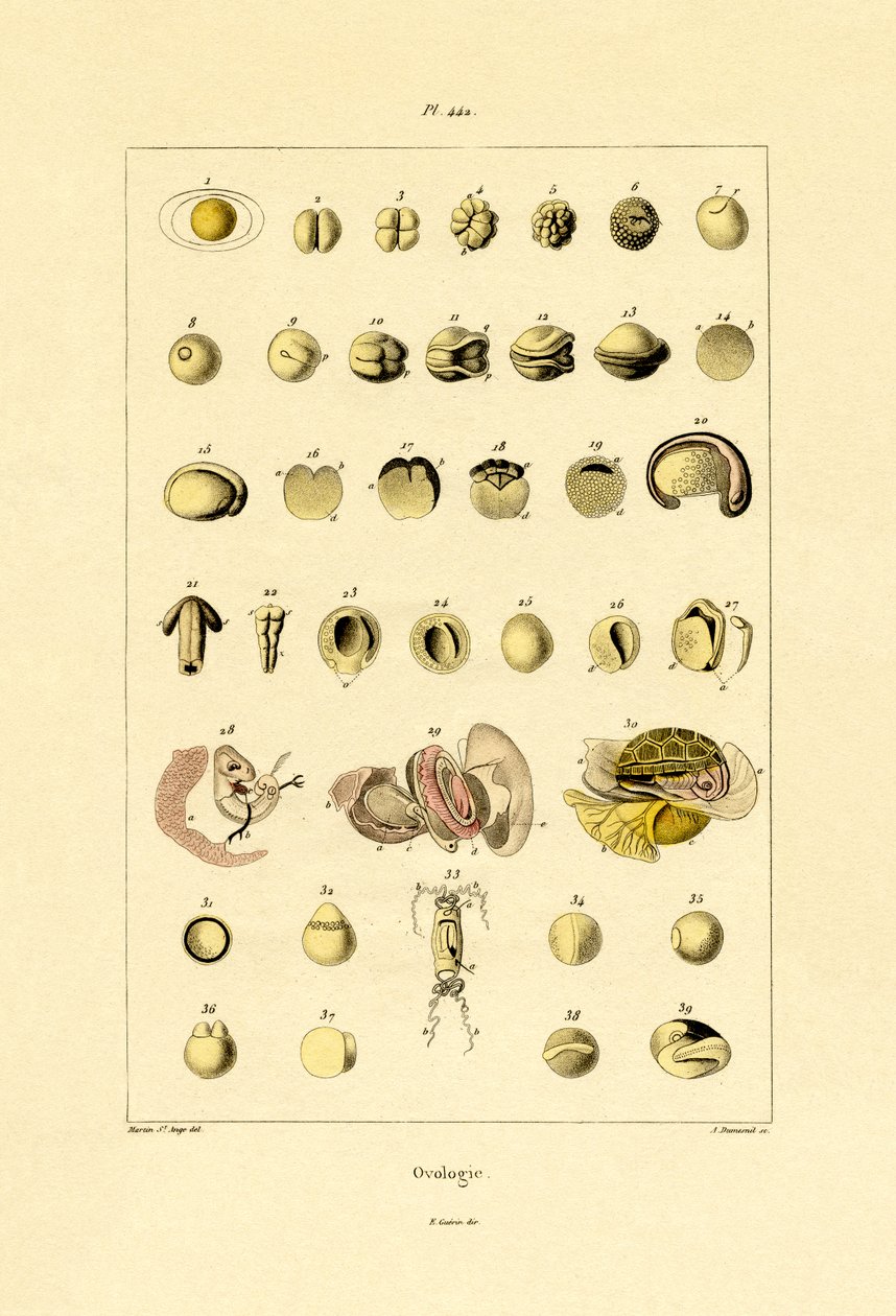 Ovologi, 1833-39 av French School