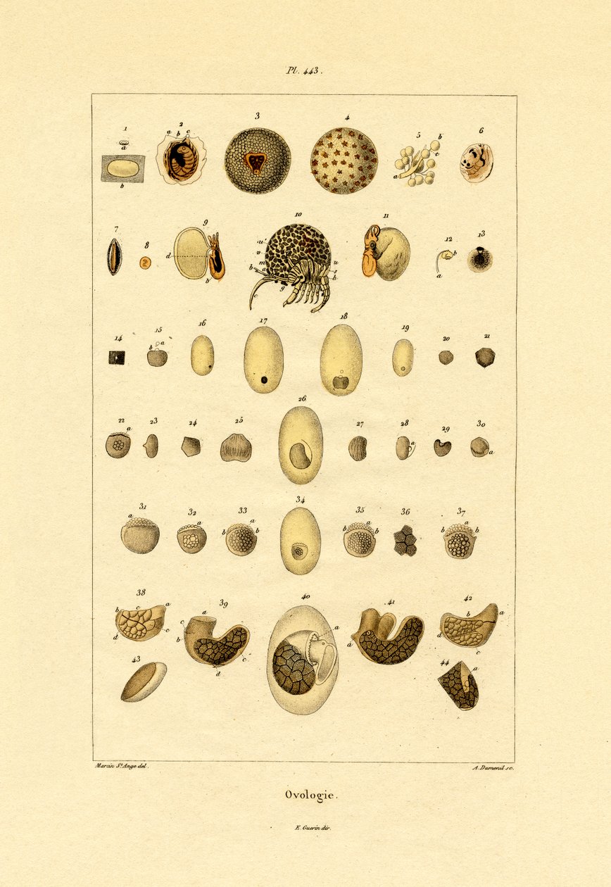 Ovologi, 1833-39 av French School
