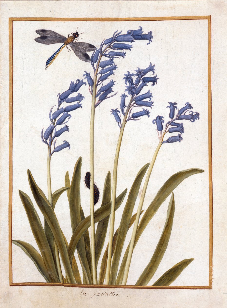 PD.126-1973f.36 Bluebell and a Dragonfly, ca. 1750 (wc und gouache på vellum) av French School