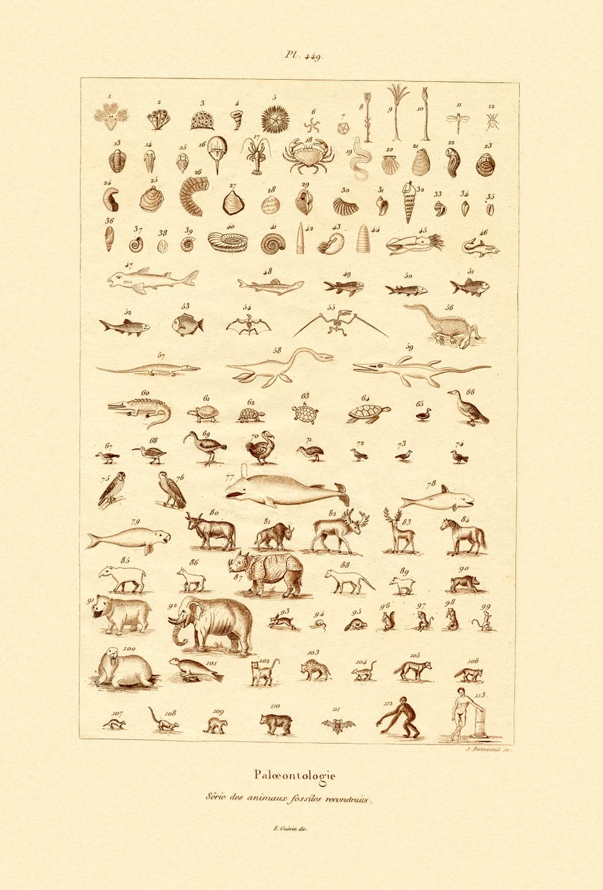 Paleontologi, 1833-39 av French School