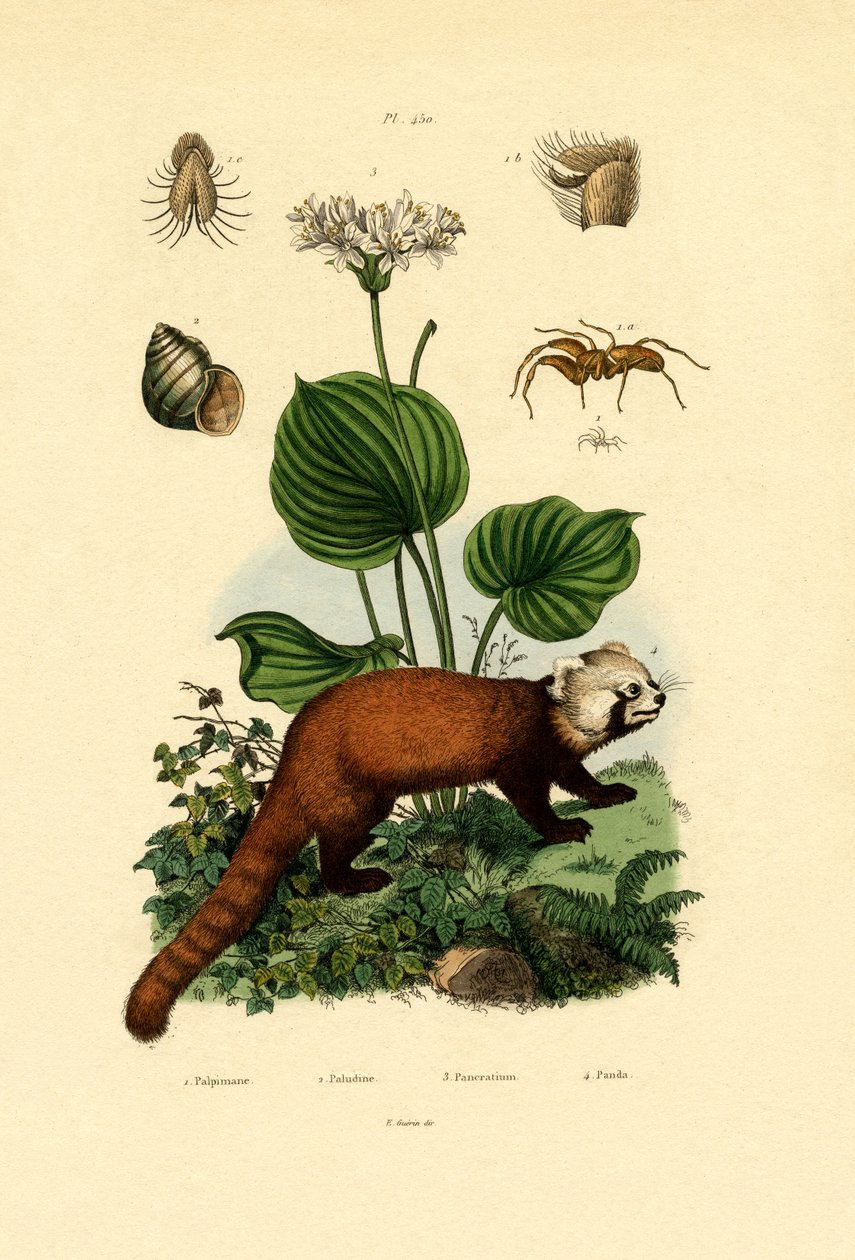 Palpfotedderkopp, 1833-39 av French School