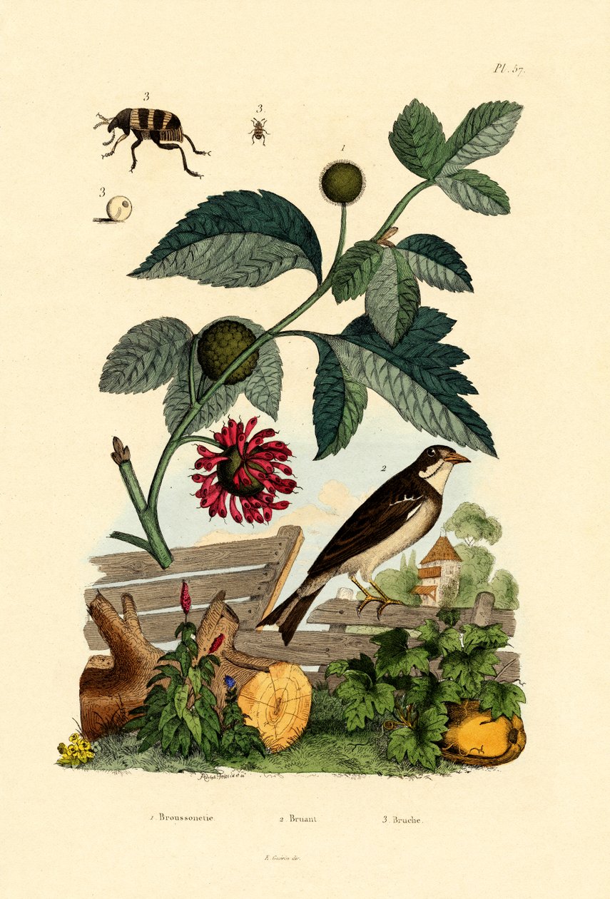 Papir Mulberry, 1833-39 av French School