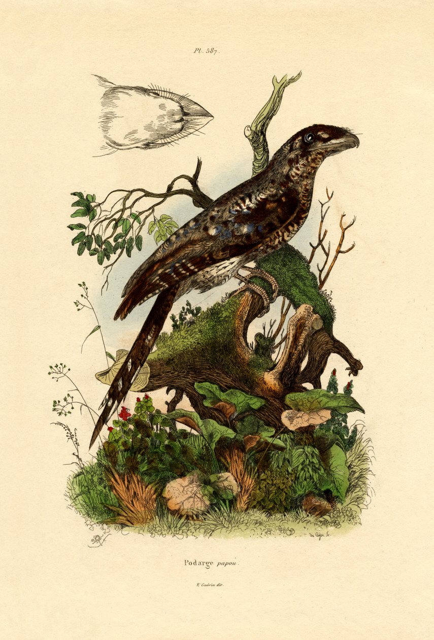 Papuan Frogmouth, 1833-39 av French School