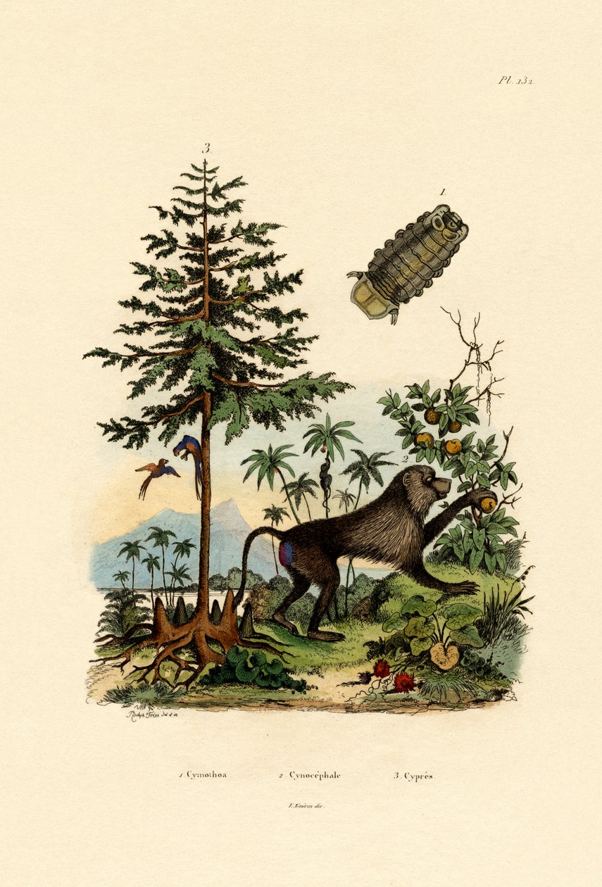Parasittisk krepsdyr, 1833-39 av French School