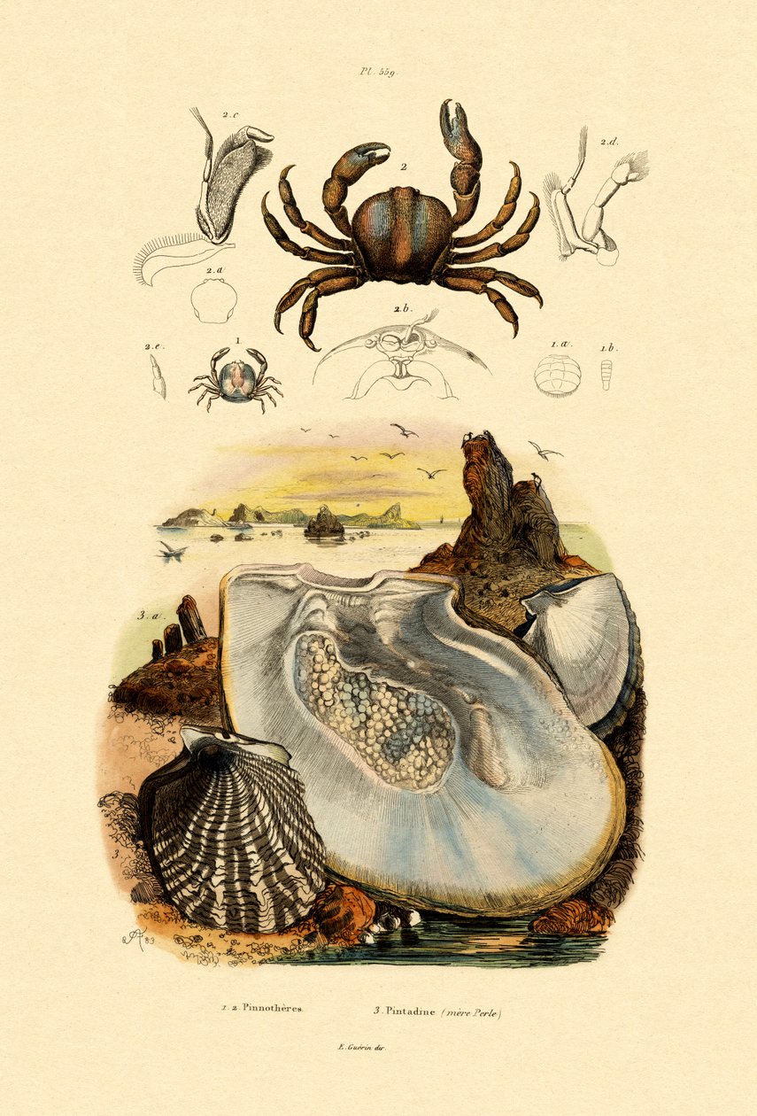 Pea Crab, 1833-39 av French School