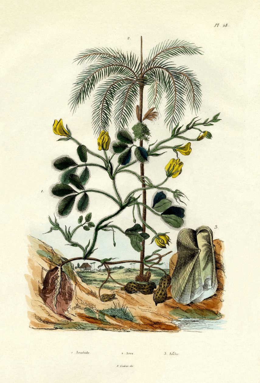 Peanøttplante, 1833-39 av French School