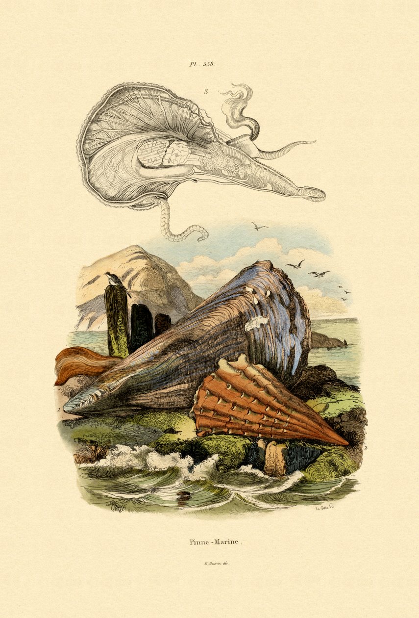 Pennskall, 1833-39 av French School