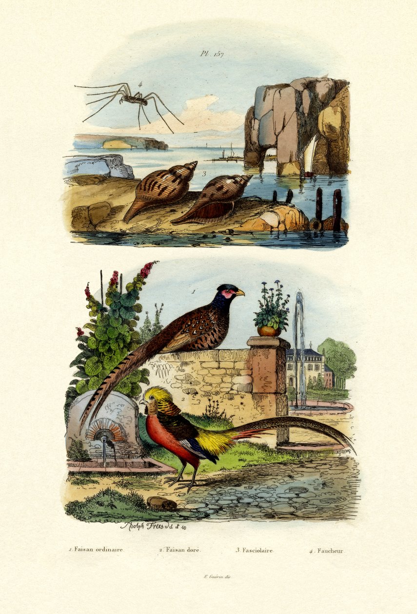 Fasan, 1833-39 av French School