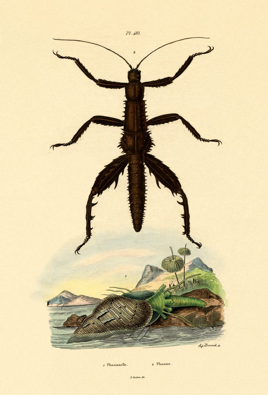 Fasanskjell, 1833-39 av French School