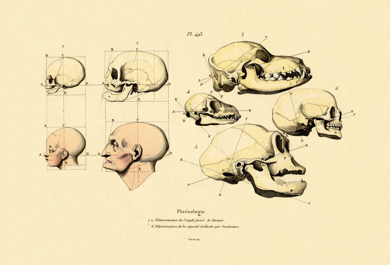 Frenologi, 1833-39 av French School