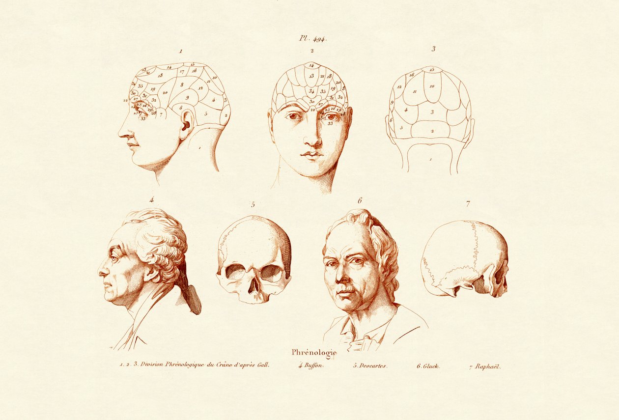 Frenologi, 1833-39 av French School
