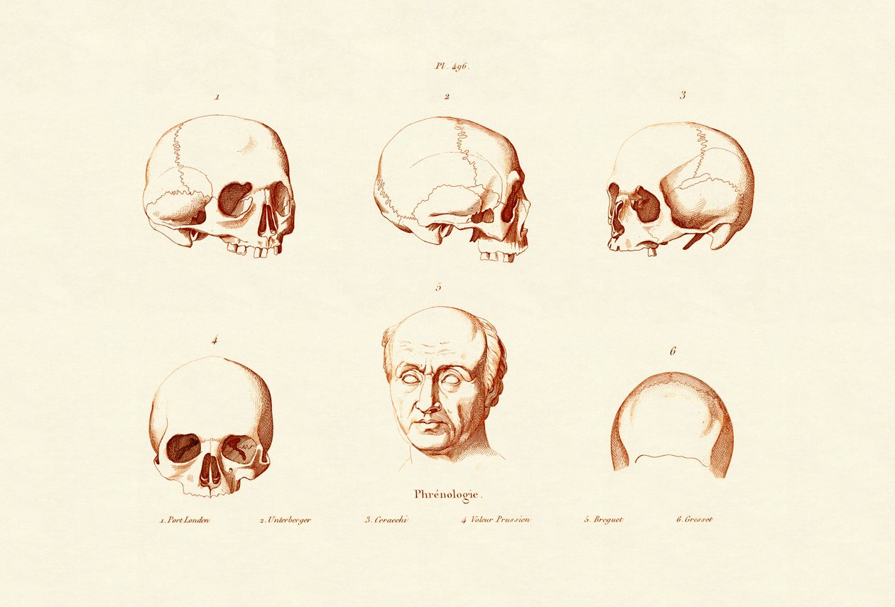 Frenologi, 1833-39 av French School