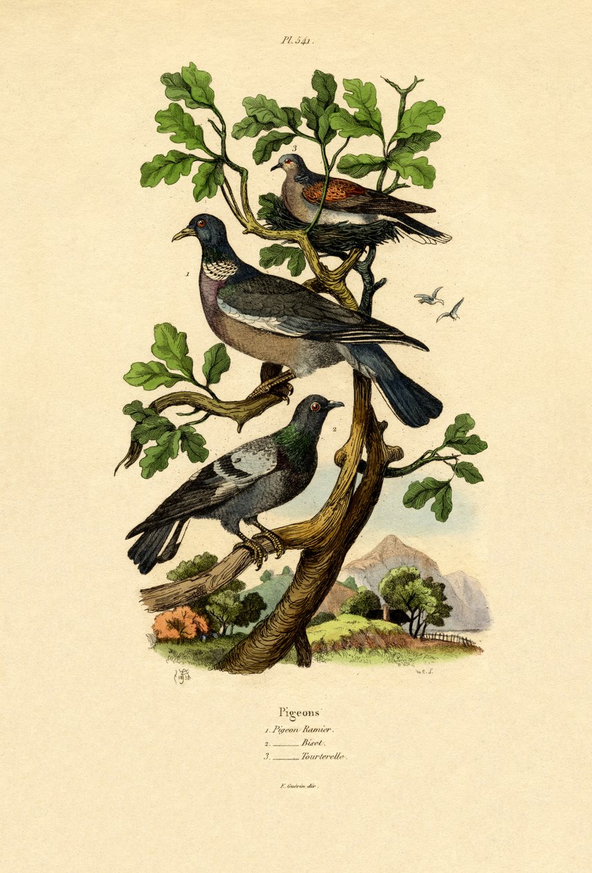 Duer, 1833-39 av French School