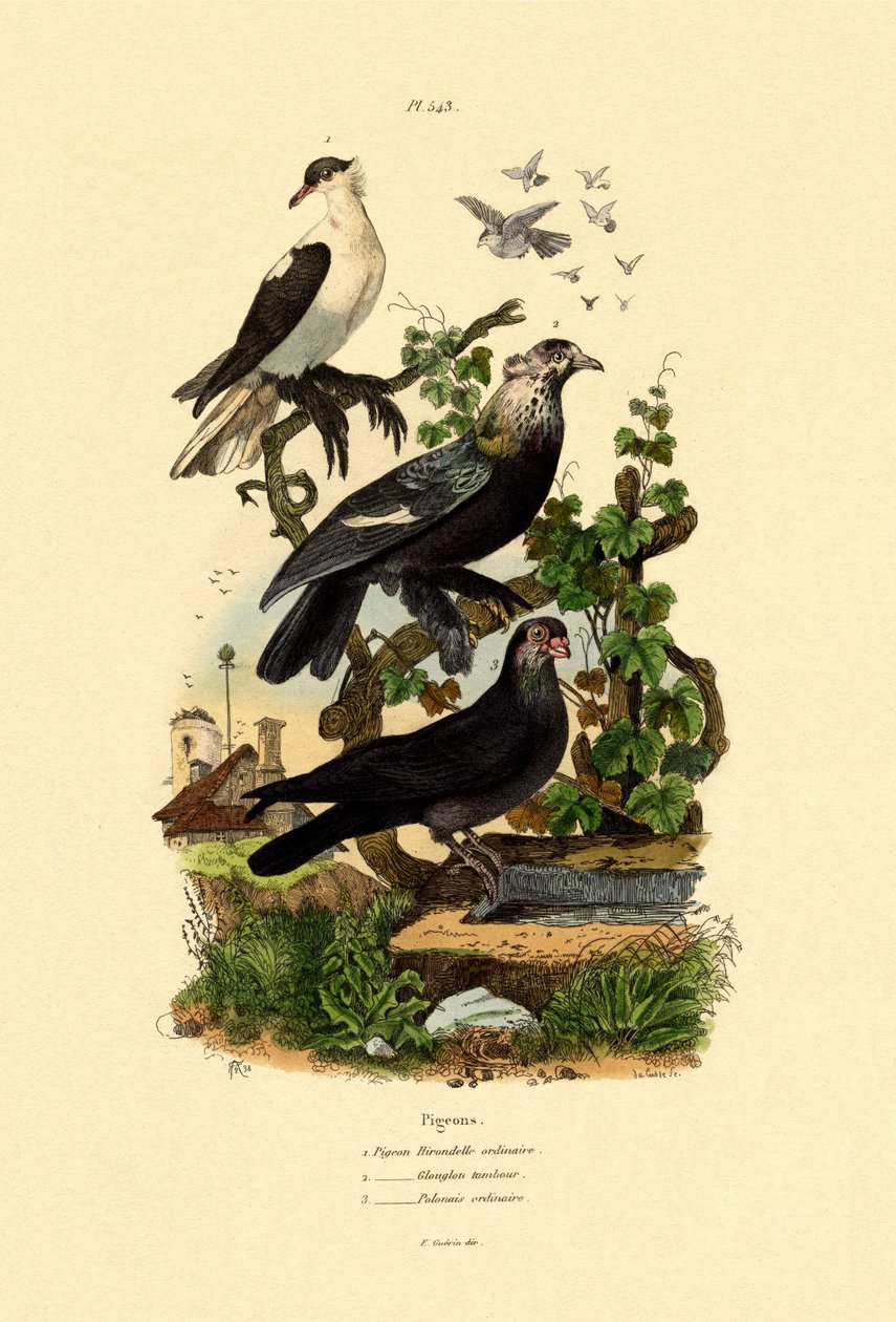 Duer, 1833-39 av French School