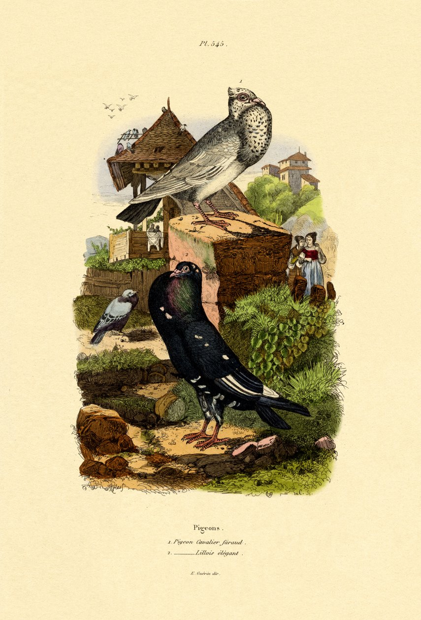 Duer, 1833-39 av French School