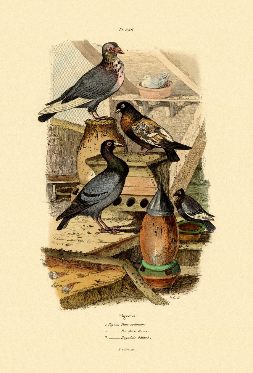 Duer, 1833-39 av French School
