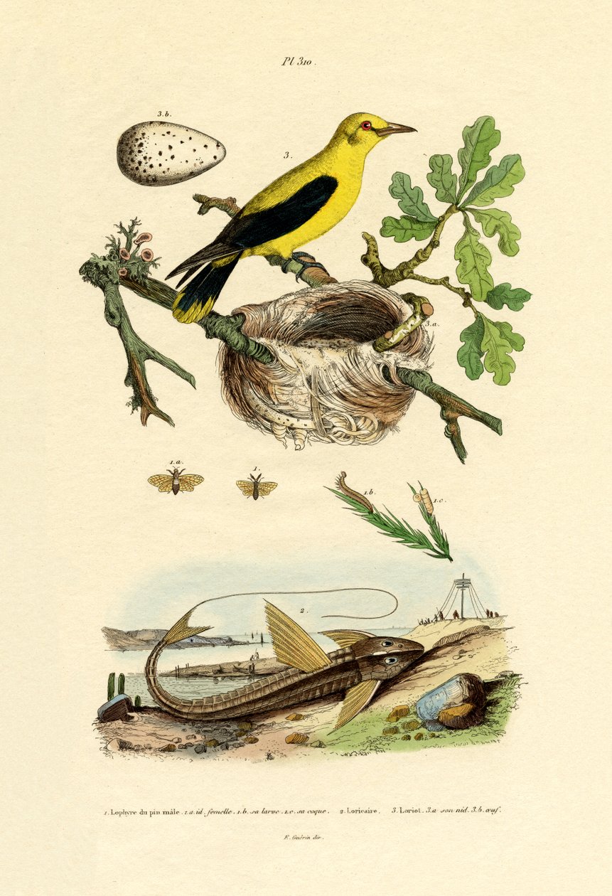 Furusagfugl, 1833-39 av French School