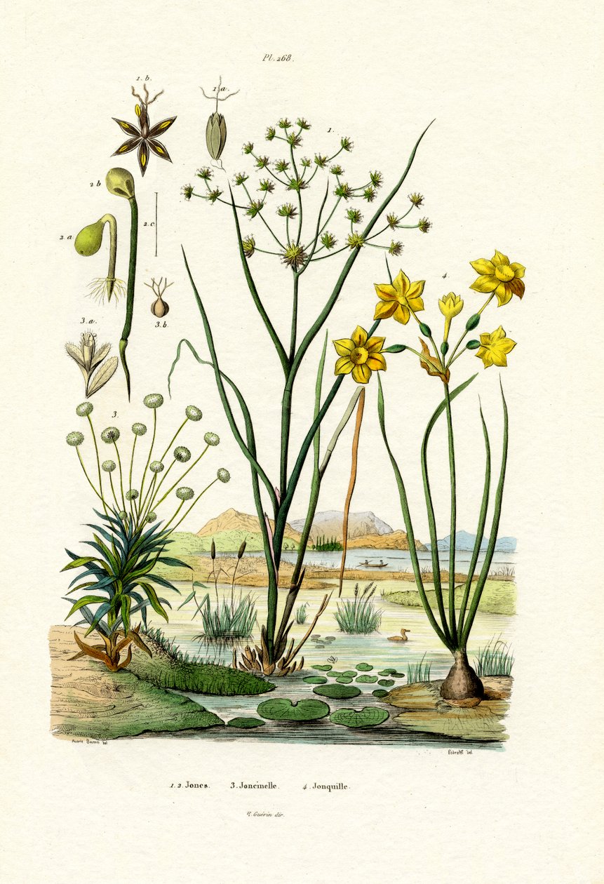 Pipewort, 1833-39 av French School