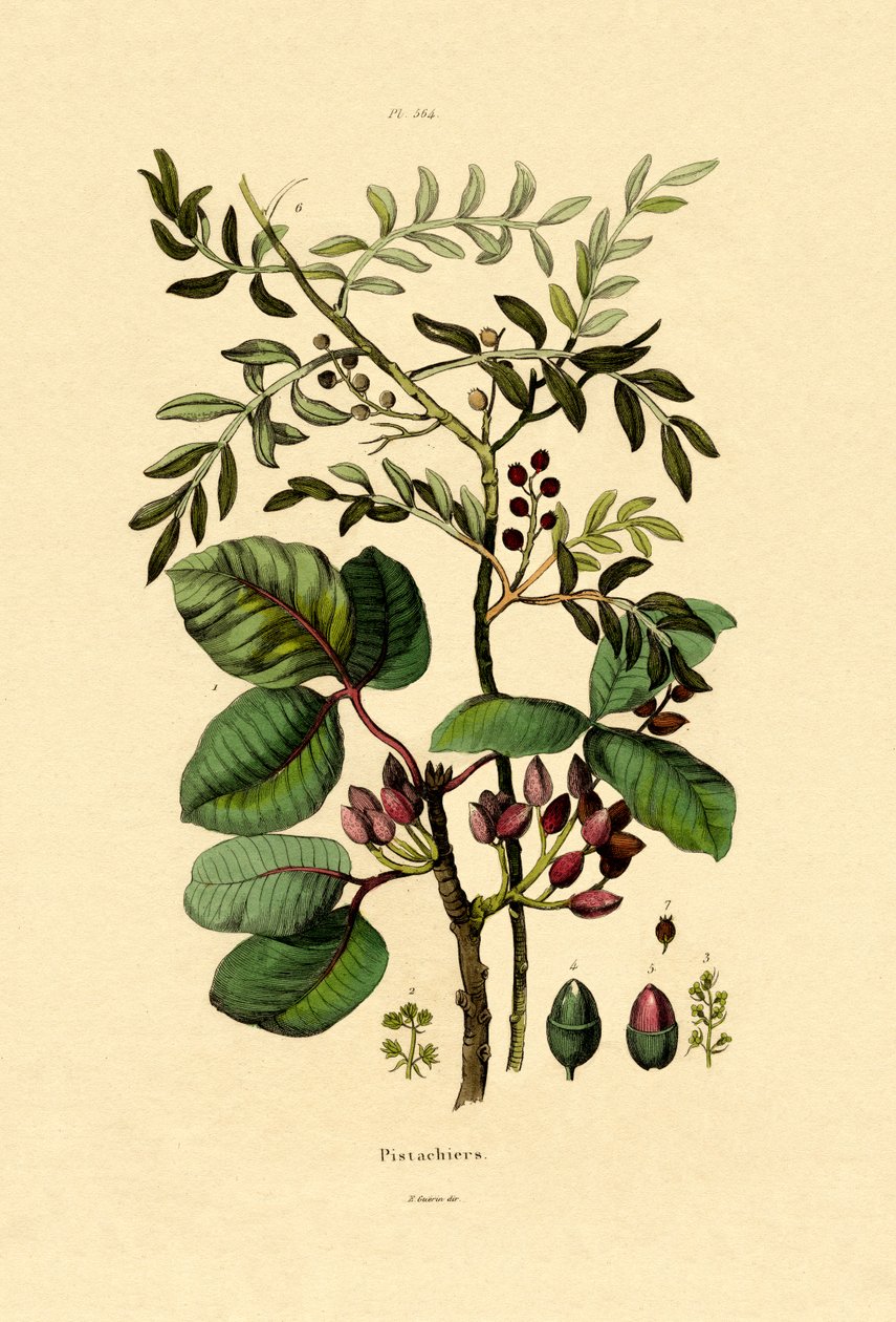Pistasj, 1833-39 av French School