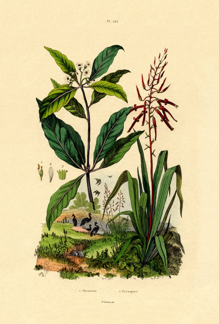 Pittosporum, 1833-39 av French School