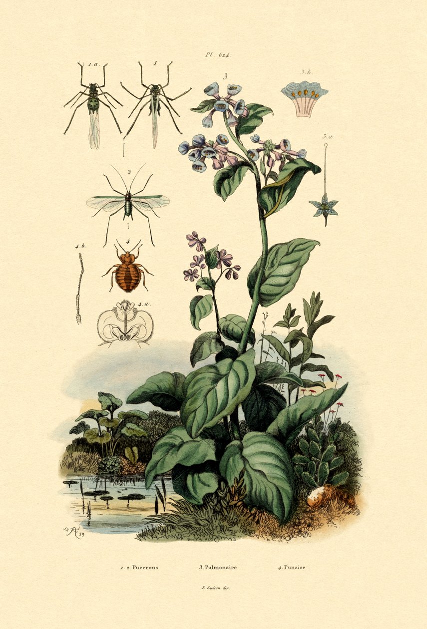 Plantlice, 1833-39 av French School