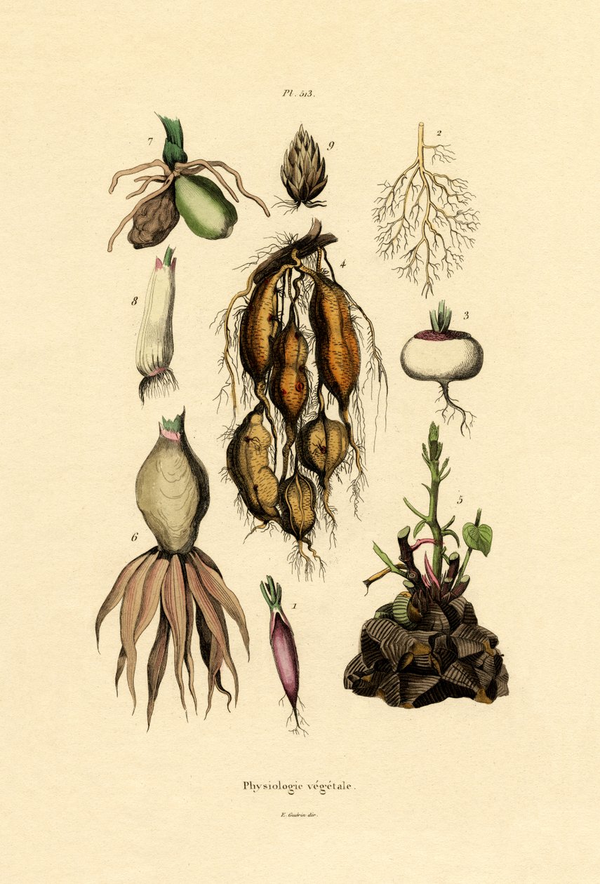 Planter, 1833-39 av French School