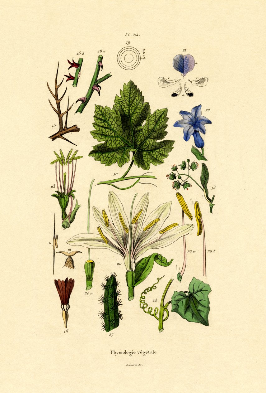 Planter, 1833-39 av French School
