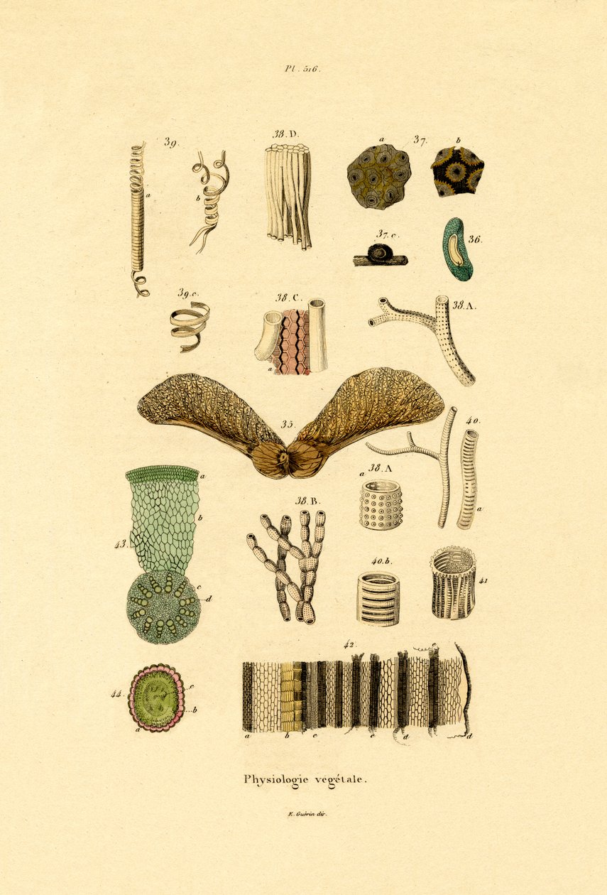 Planter, 1833-39 av French School