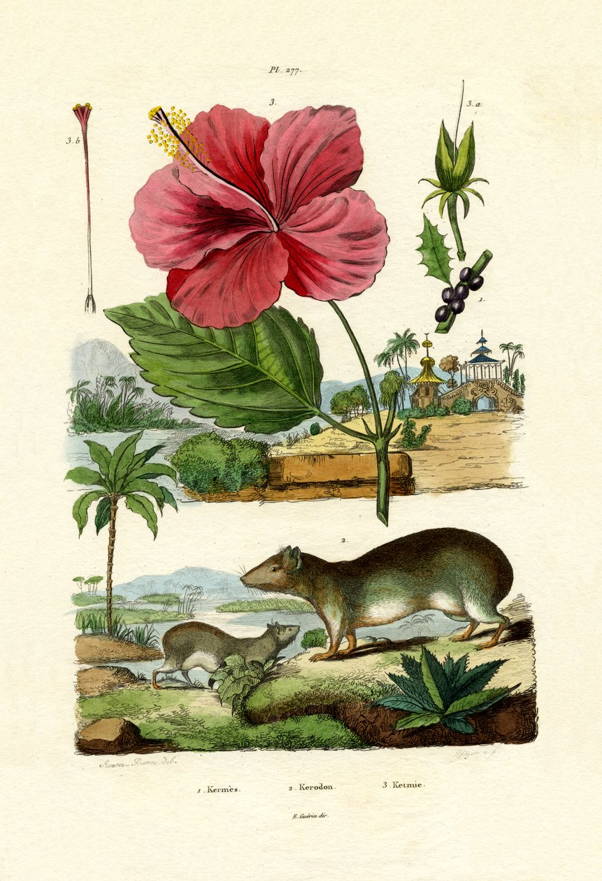 Pokeweed, 1833-39 av French School