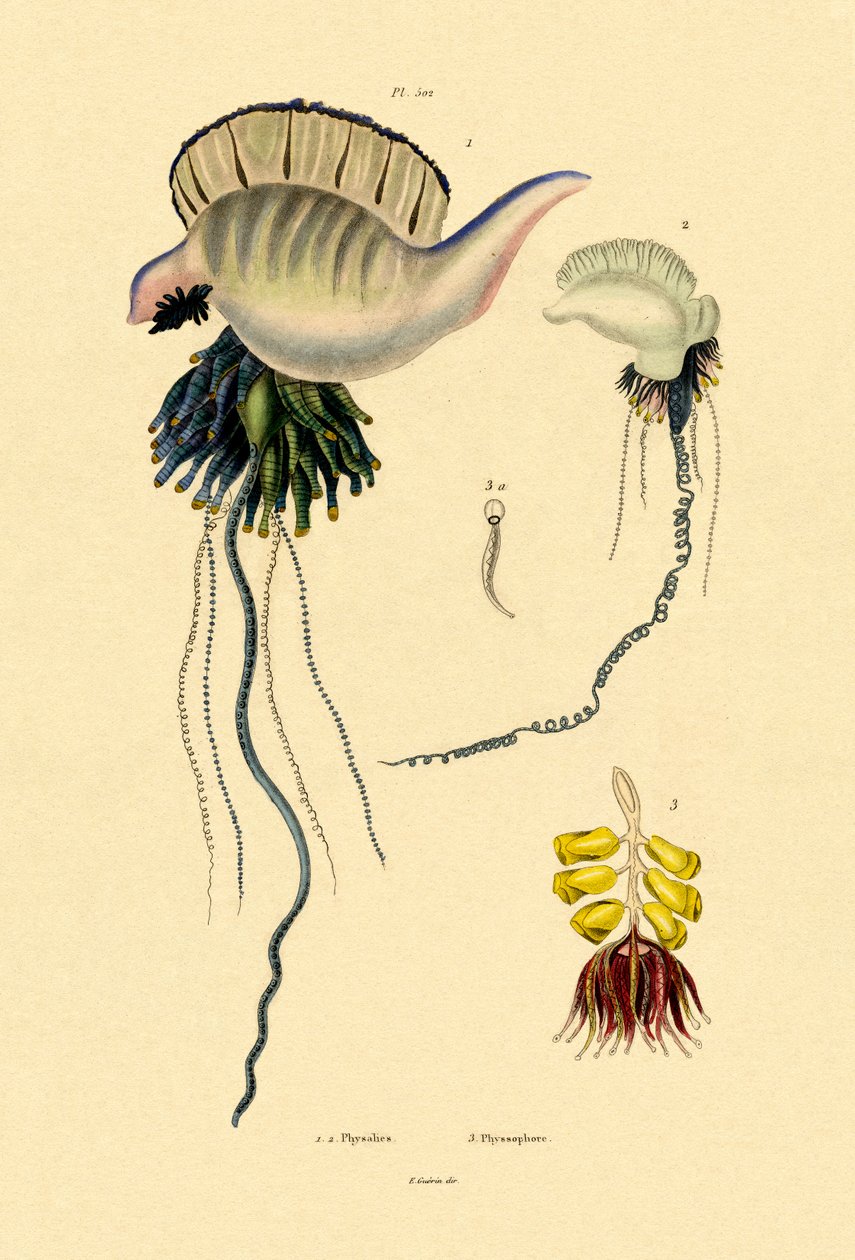 Portugisisk krigsmann, 1833-39 av French School