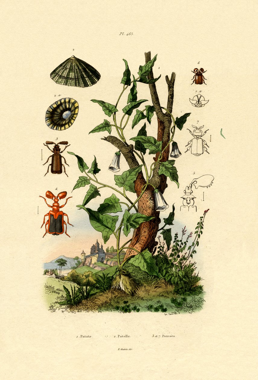 Potet, 1833-39 av French School