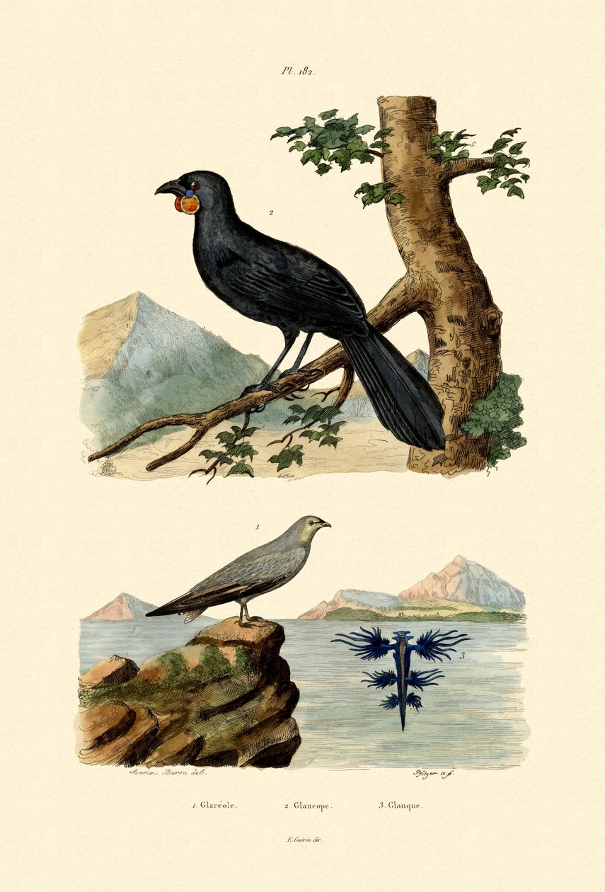 Pratincole, 1833-39 av French School