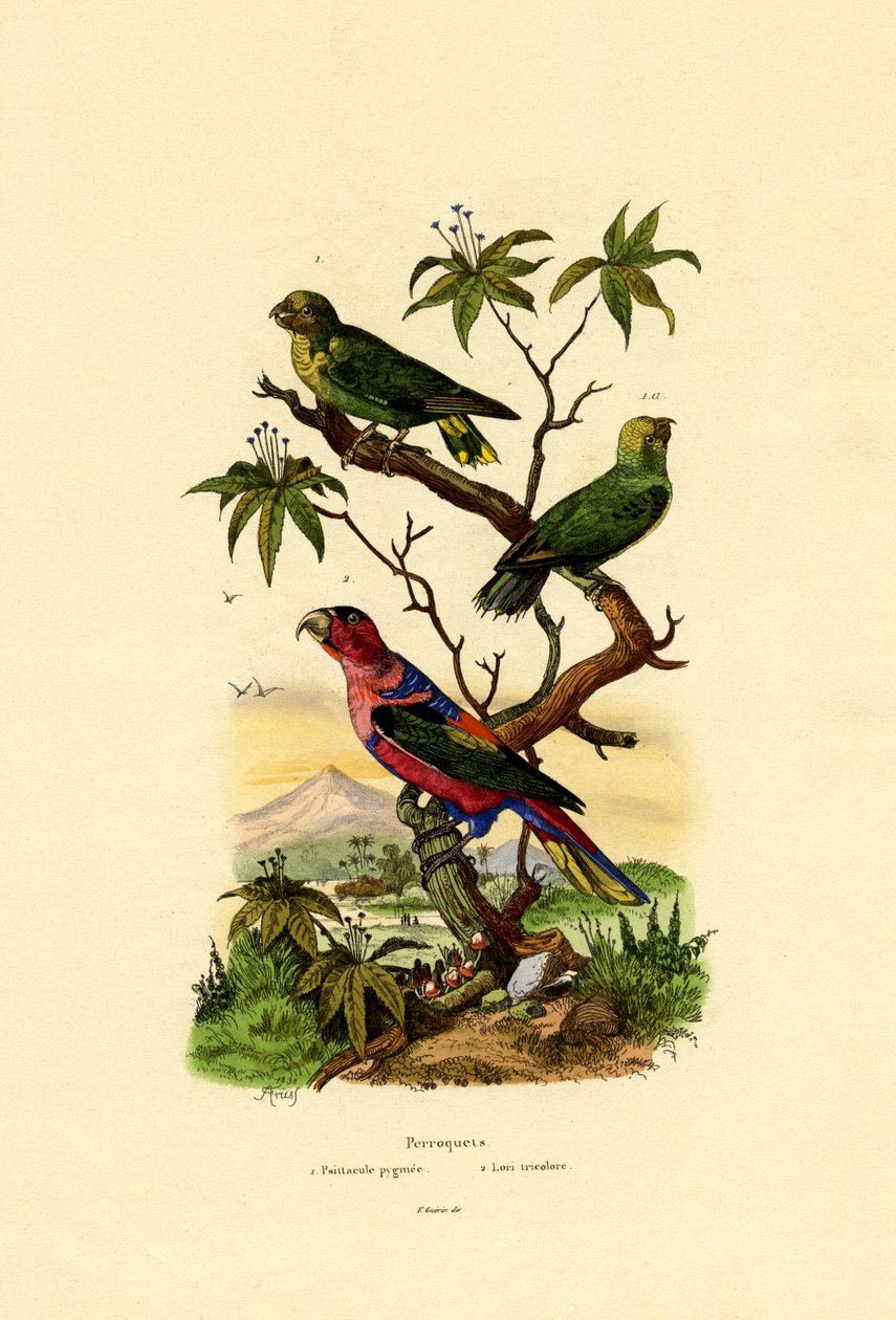 Pygmé papegøye, 1833-39 av French School