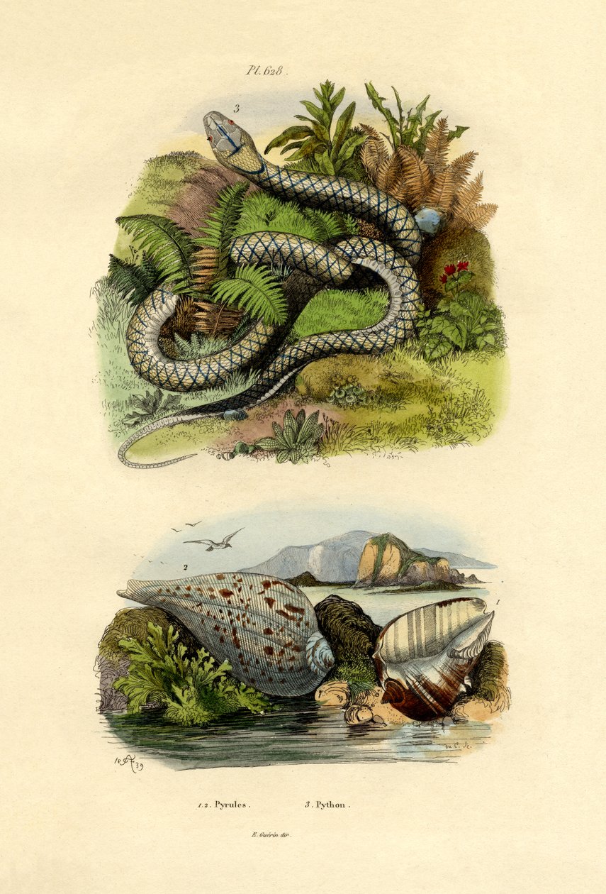 Pyrula-skjell, 1833-39 av French School