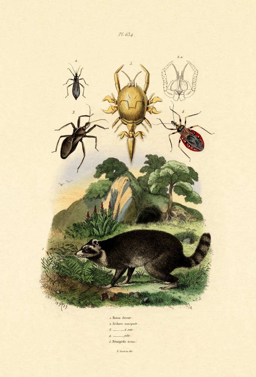 Racoon, 1833-39 av French School