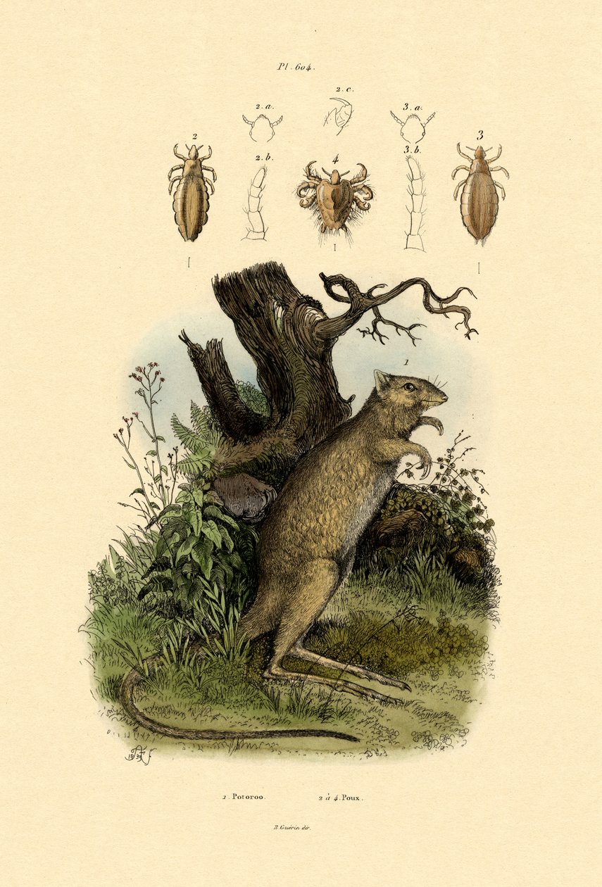 Rotte-kenguru, 1833-39 av French School