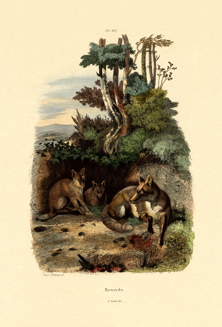 Red Fox, 1833-39 av French School
