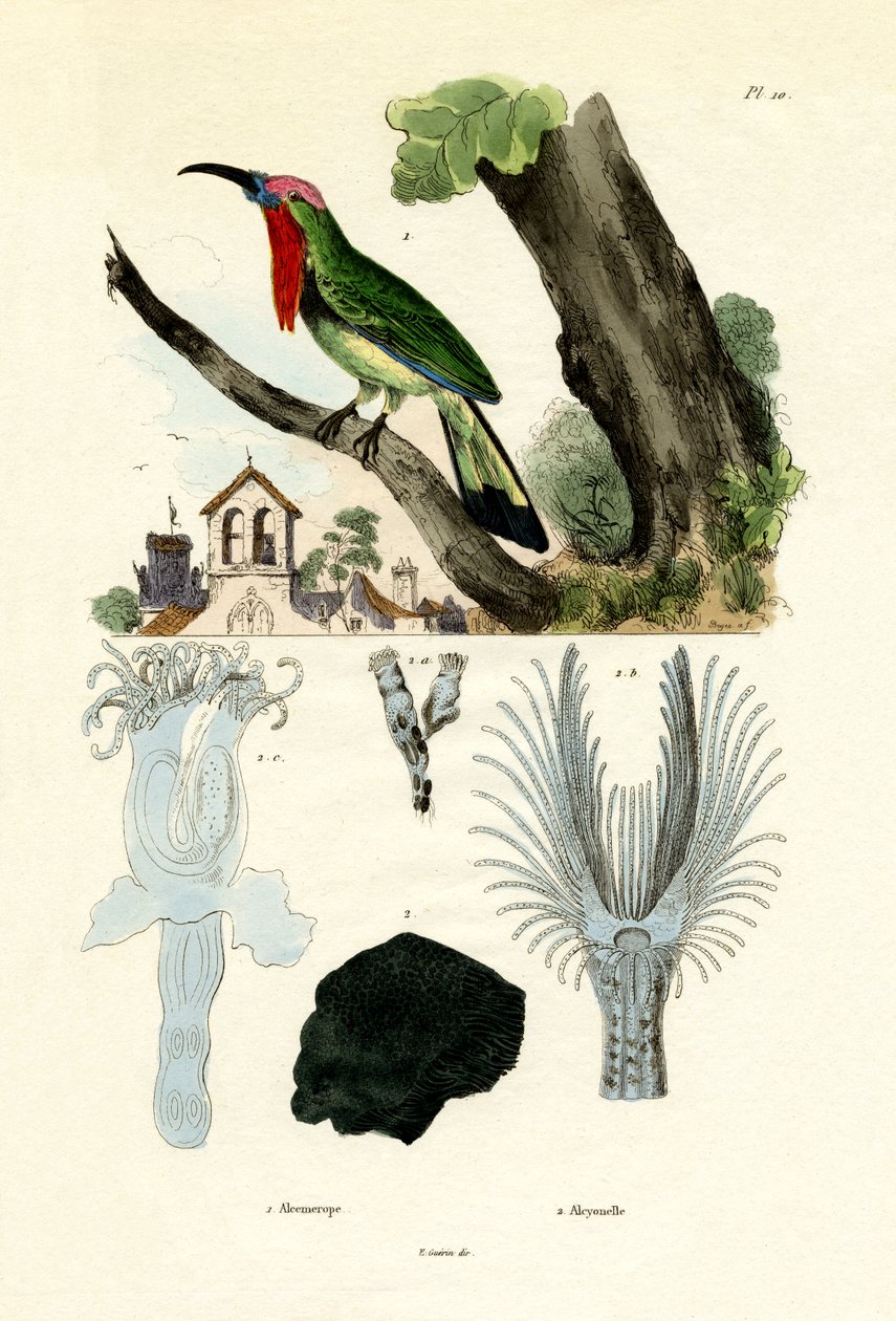 Rødskjegget bieter, 1833-39 av French School