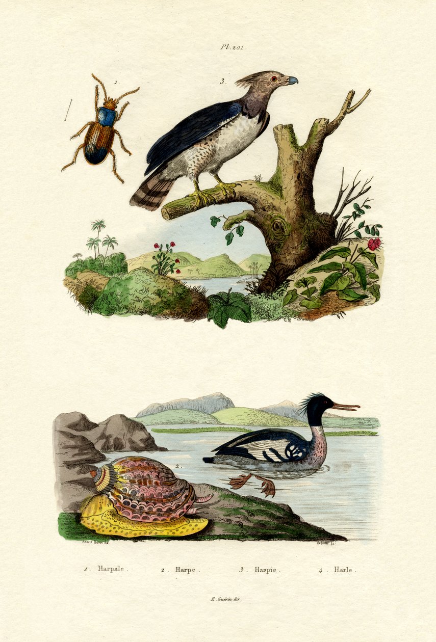 Rødbryst Merganser, 1833-39 av French School