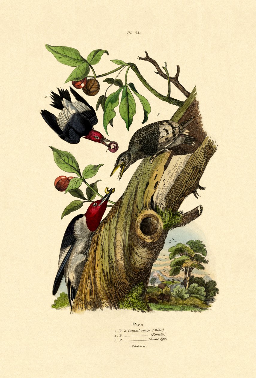 Rødhodet spett, 1833-39 av French School