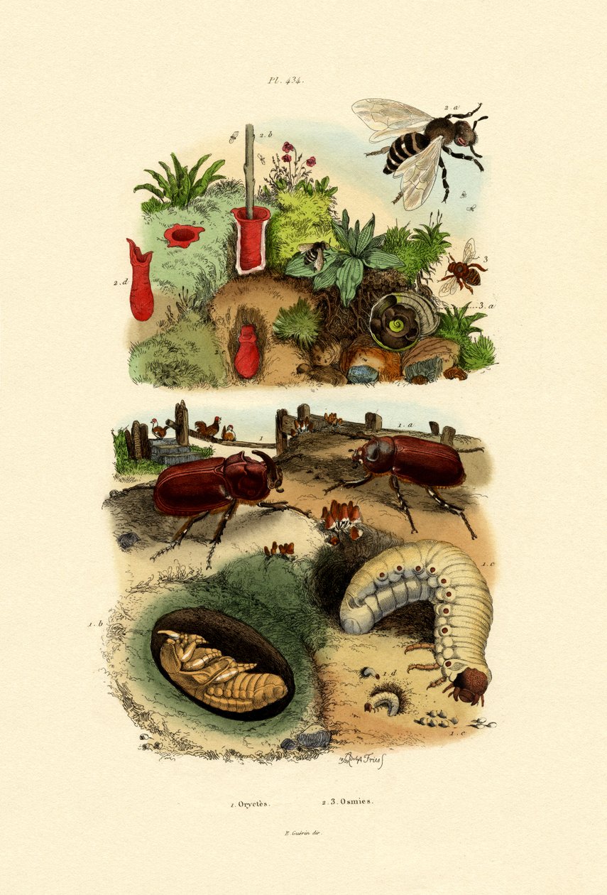 Rhinoceros Beetle, 1833-39 av French School