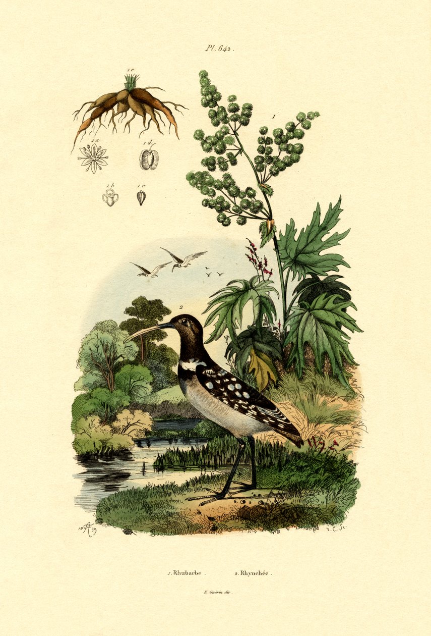 Rabarbra, 1833-39 av French School