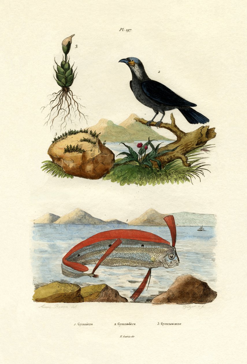 Ribbonfish, 1833-39 av French School