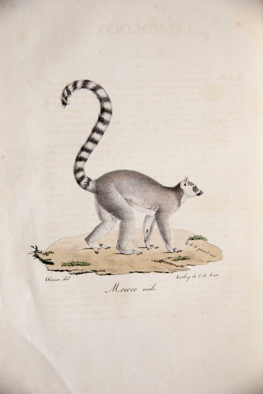 Ringhalelemur, fra Natural History of Pattedyr, med originale figurer, av Étienne Geoffroy Saint-Hilaire & Frédéric Cuvier, 1824-42 av French School