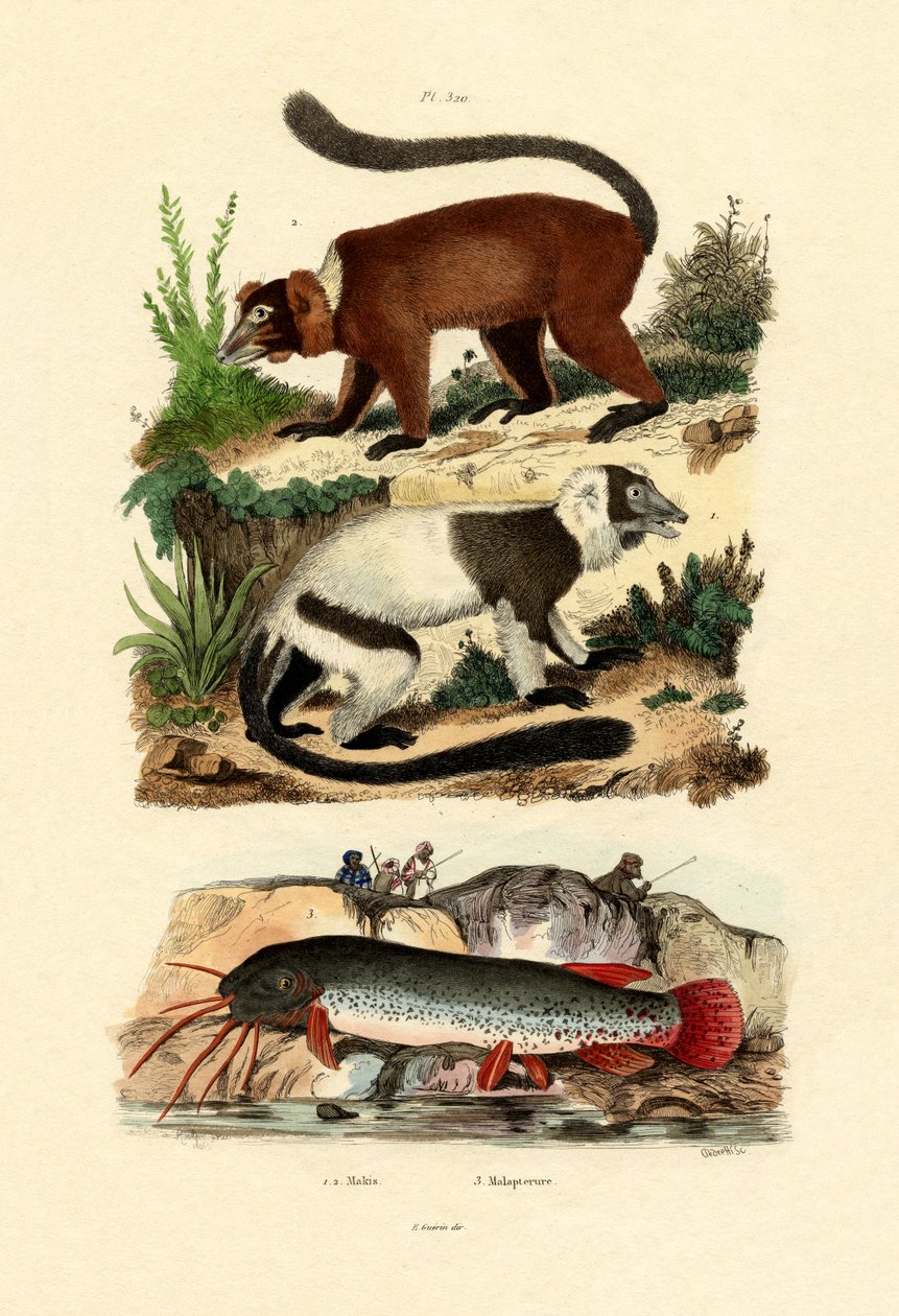 Ringhalelemurer, 1833-39 av French School