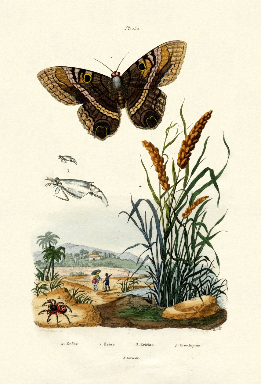 Ringlet, 1833-39 av French School